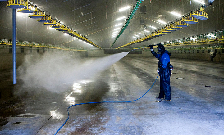 Thorough cleaning between poultry cycles is vital for strong biosecurity. Reza Animal Health provides high-efficacy detergents, disinfectants, and application protocols designed to eliminate pathogens and prevent cross-contamination. Our solutions offer powerful microbial control and cost efficiency, helping reduce mortality, improve FCR, and boost flock performance - driving greater profitability per cycle.